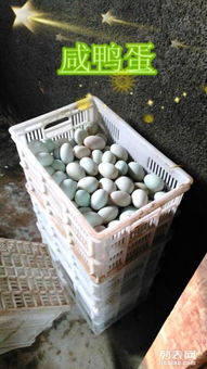 鲜鸭蛋、松花蛋与厨具杂品一站式批发零售指南